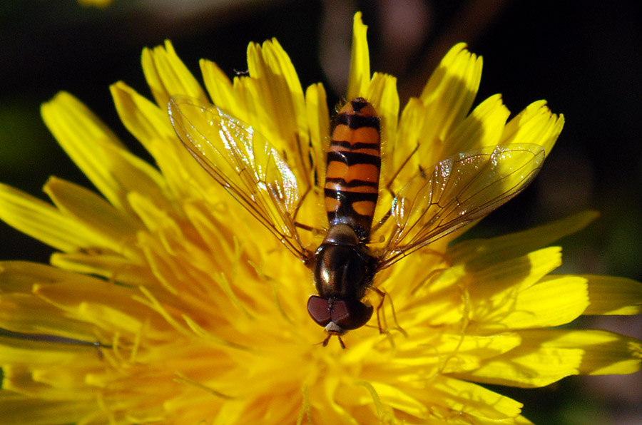 Altro Episyrphus balteatus